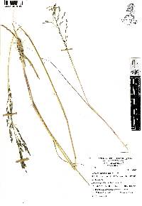 Eragrostis curvula image