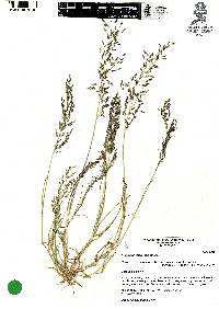 Eragrostis intermedia image