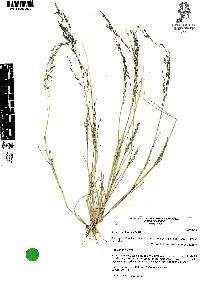 Eragrostis intermedia image