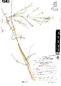 Eragrostis intermedia image