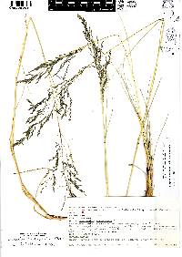 Eragrostis intermedia image