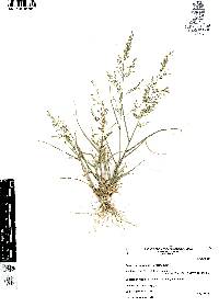 Eragrostis mexicana image