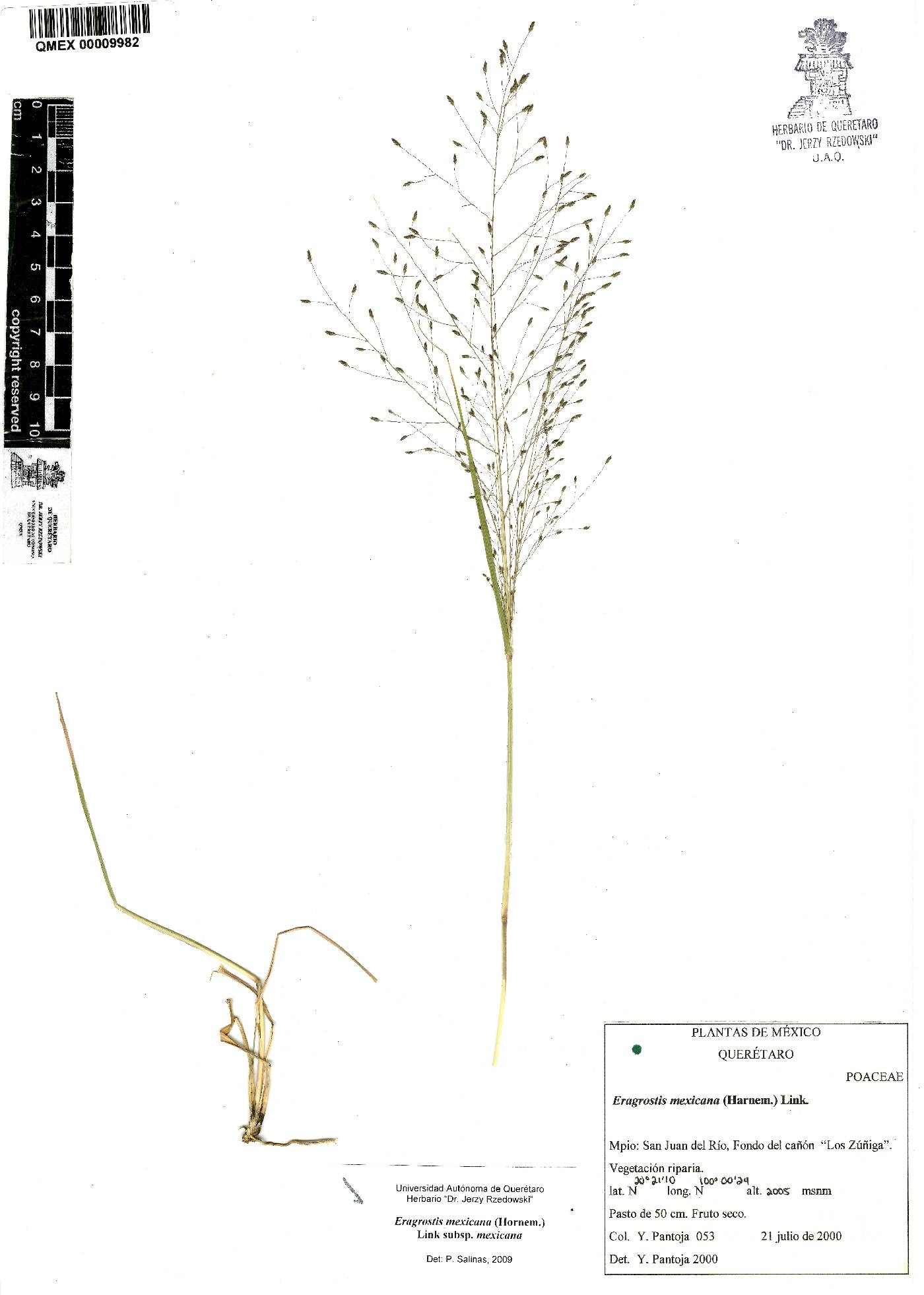 Eragrostis mexicana subsp. mexicana image