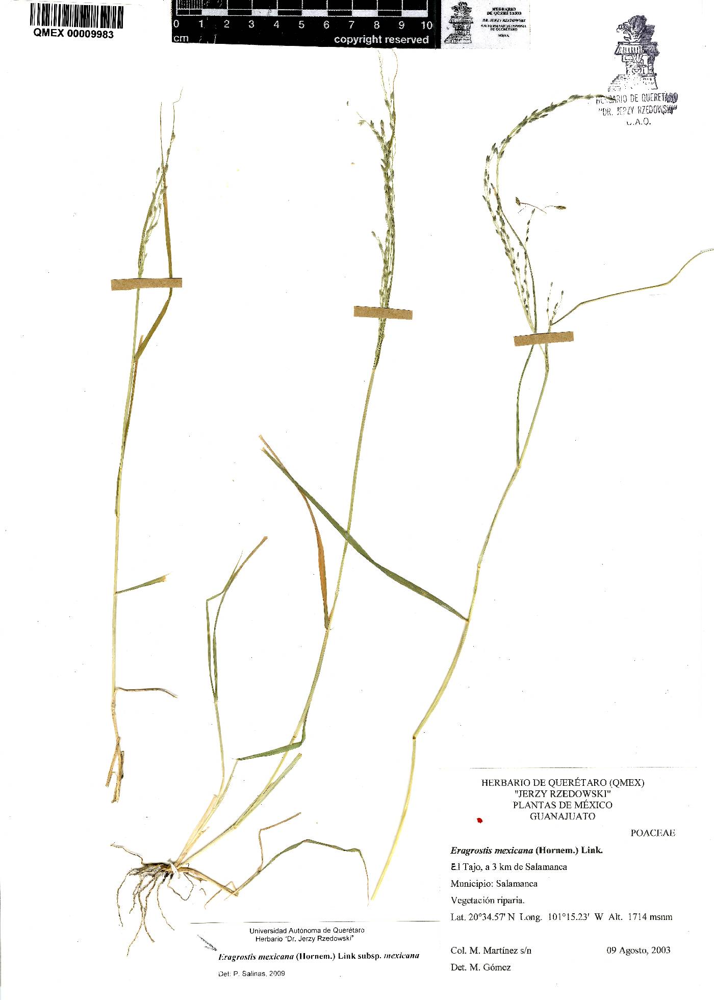 Eragrostis mexicana subsp. mexicana image