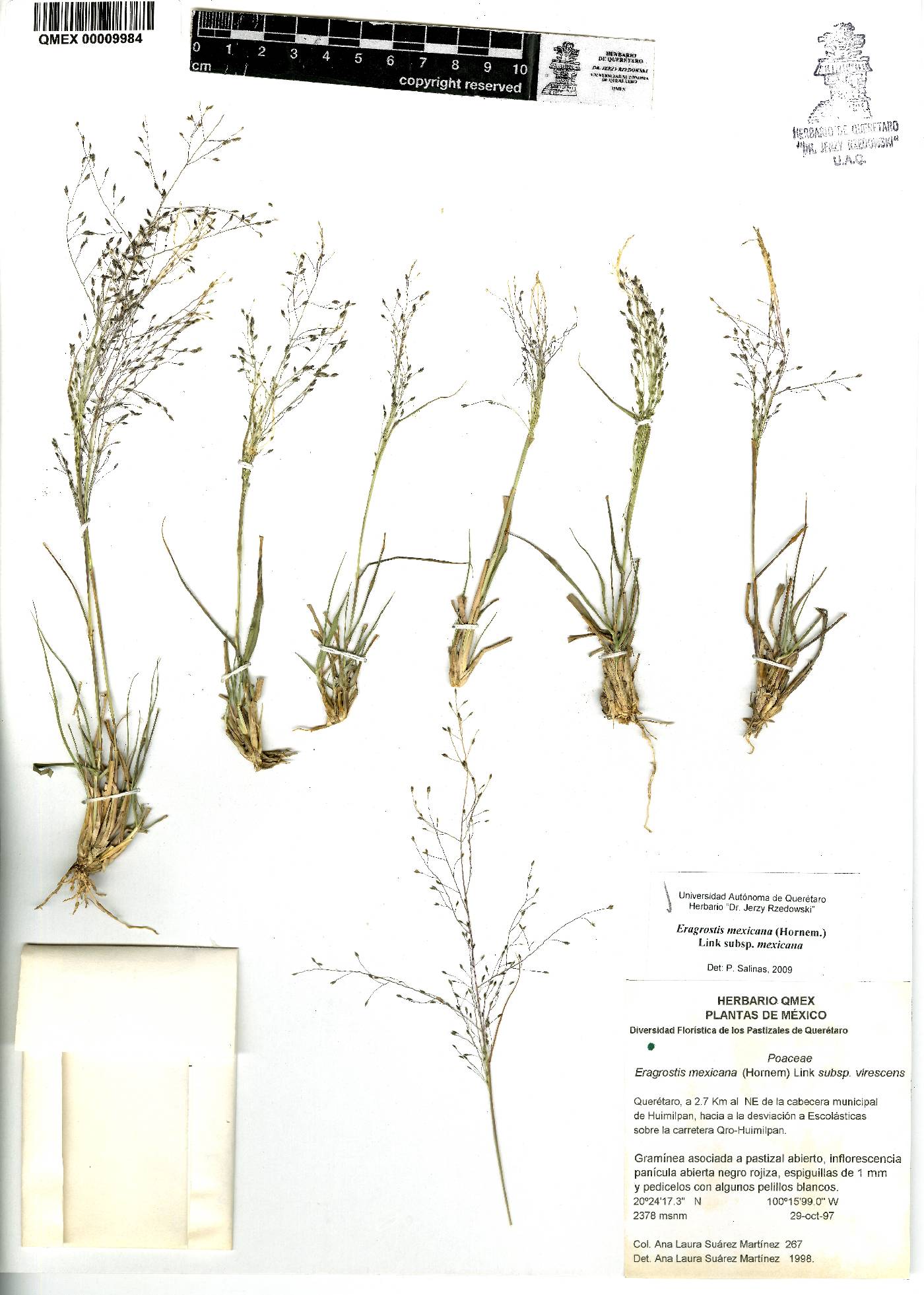 Eragrostis mexicana subsp. mexicana image