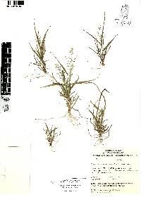 Eragrostis mexicana subsp. mexicana image