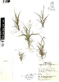 Eragrostis mexicana image