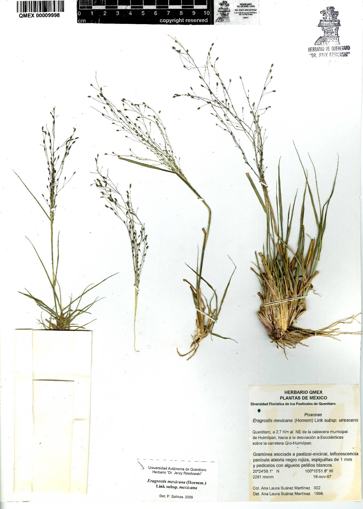 Eragrostis mexicana subsp. mexicana image