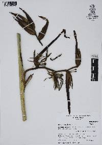 Heliconia schiedeana image