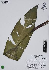 Heliconia schiedeana image