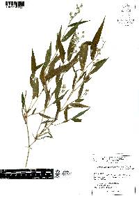 Lasiacis nigra image