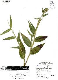 Lasiacis ruscifolia image