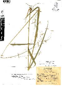 Leersia ligularis image
