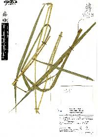 Leersia ligularis image
