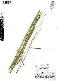 Leersia ligularis image