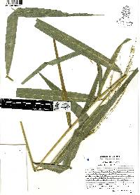 Leersia ligularis image