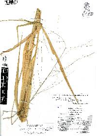 Leersia ligularis image