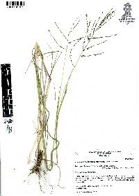 Diplachne fusca subsp. fascicularis image