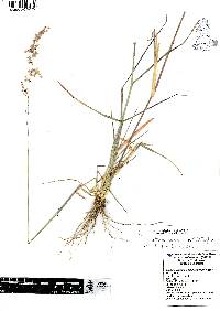 Melinis repens image