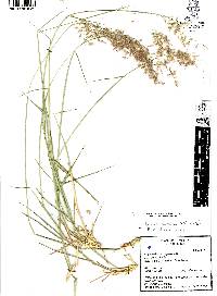 Melinis repens image