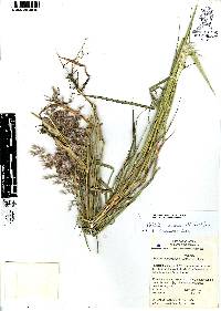 Melinis repens image