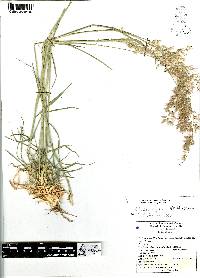 Melinis repens image