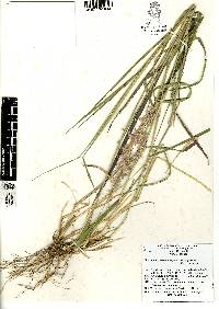 Melinis repens image