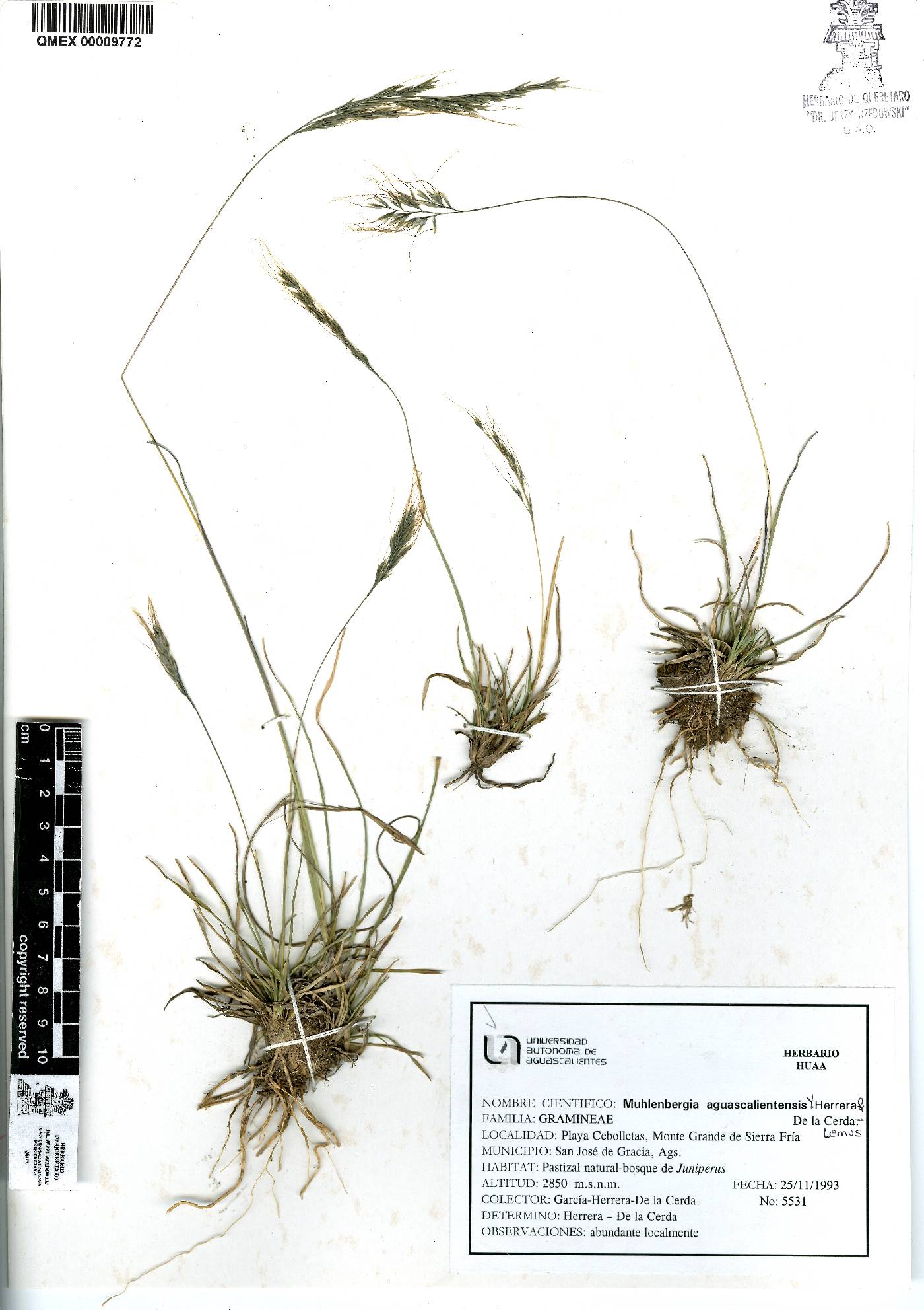 Muhlenbergia aguascalientensis image