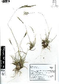 Image of Muhlenbergia aguascalientensis