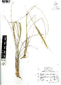 Muhlenbergia articulata image