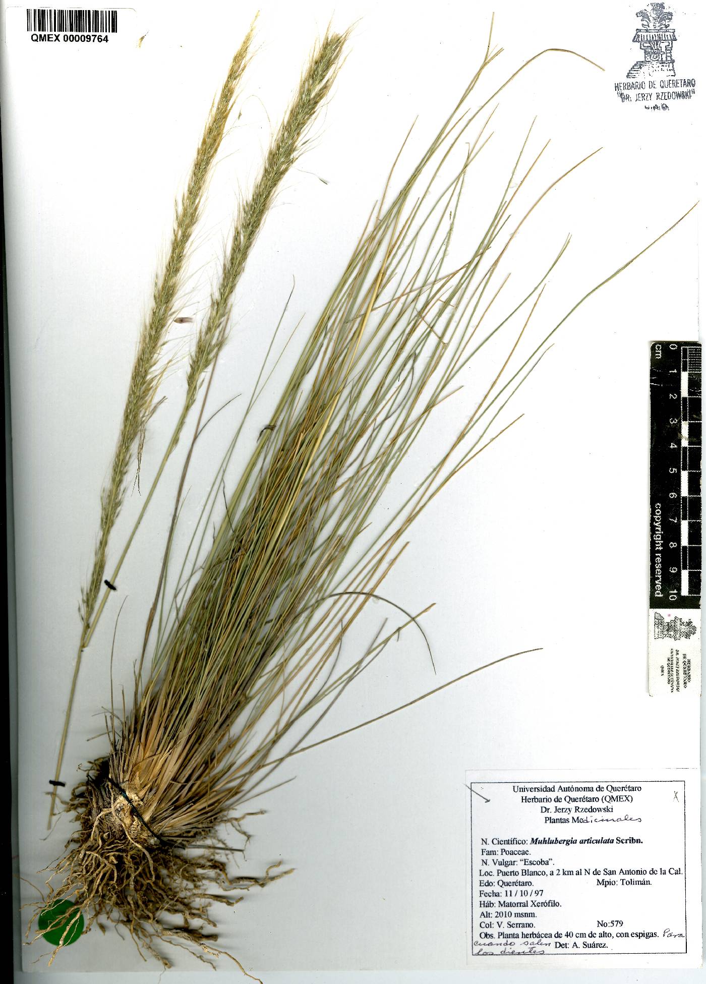 Muhlenbergia articulata image