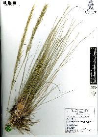 Muhlenbergia articulata image