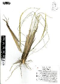 Muhlenbergia articulata image