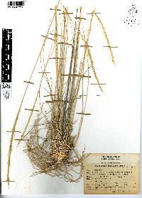 Muhlenbergia articulata image