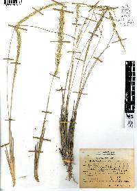 Muhlenbergia articulata image