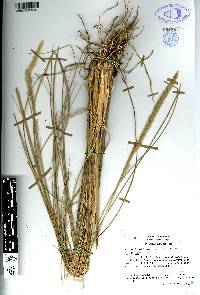 Muhlenbergia articulata image