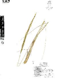 Muhlenbergia articulata image