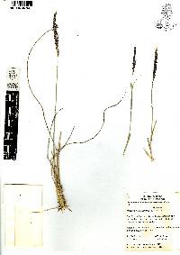 Muhlenbergia capillaris image