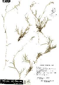 Muhlenbergia cenchroides image