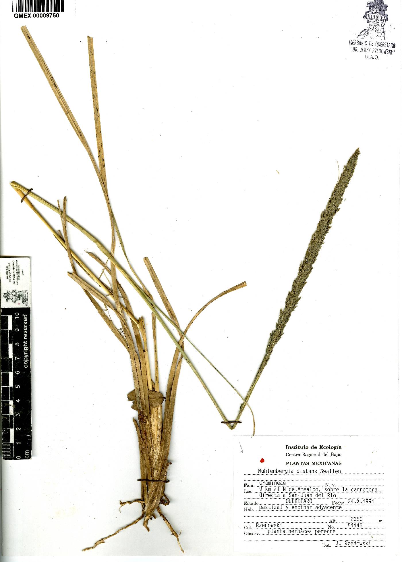 Muhlenbergia distans image