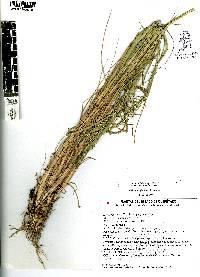 Muhlenbergia dubia image