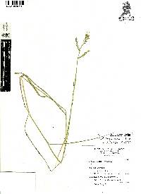 Muhlenbergia dubia image