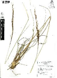 Muhlenbergia rigida image