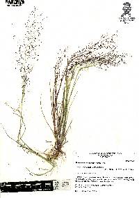 Muhlenbergia implicata image