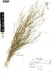 Muhlenbergia implicata image