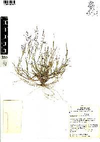 Muhlenbergia implicata image