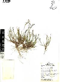 Muhlenbergia implicata image