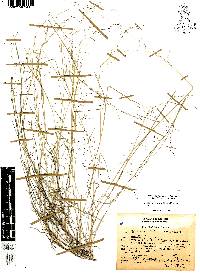 Muhlenbergia implicata image