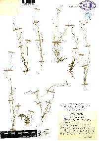 Muhlenbergia implicata image