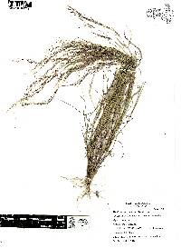 Muhlenbergia implicata image